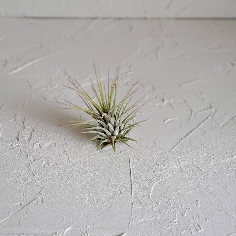 Air Plant Terrarium - 5