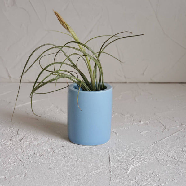 Small Ceramic Air Plant Pot with Air Plant