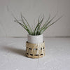 Small Ceramic Air Plant Pot with Air Plant