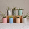 Small Ceramic Air Plant Pot with Air Plant