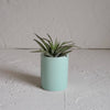 Small Ceramic Air Plant Pot with Air Plant