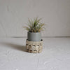 Small Ceramic Air Plant Pot with Air Plant