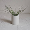 Small Ceramic Air Plant Pot with Air Plant