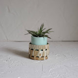 Small Ceramic Air Plant Pot with Air Plant