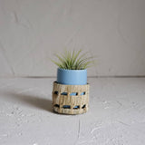 Small Ceramic Air Plant Pot with Air Plant