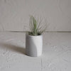 Small Ceramic Air Plant Pot with Air Plant