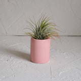 Small Ceramic Air Plant Pot with Air Plant